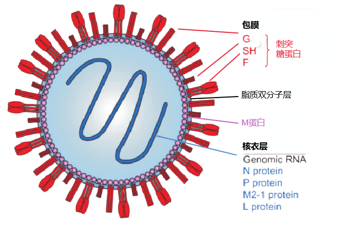 合胞病毒