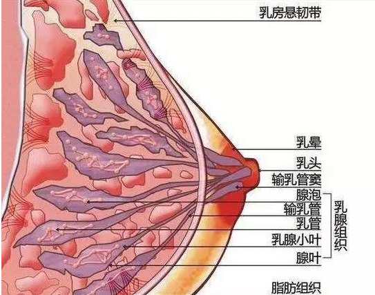 哺乳期乳腺炎4