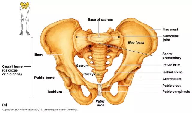 骨盆结构