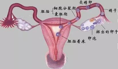 输卵管堵塞想再怀孕怎么治疗？